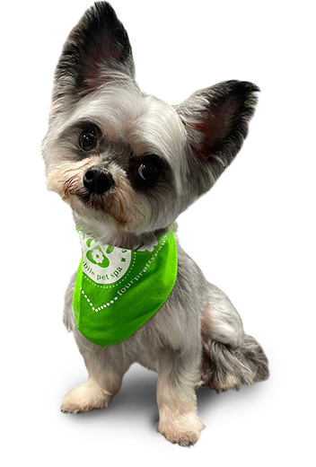 mobile pet grooming small dog